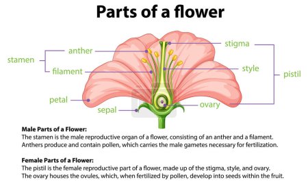 Téléchargez les illustrations : Infographie illustrée expliquant la science derrière la biologie d'une fleur - en licence libre de droit