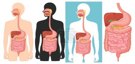 Téléchargez les photos : Image illustrée en dessin animé représentant la science et l'anatomie du système digestif humain - en image libre de droit