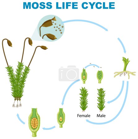 Illustration for The Life Cycle of Moss illustration - Royalty Free Image