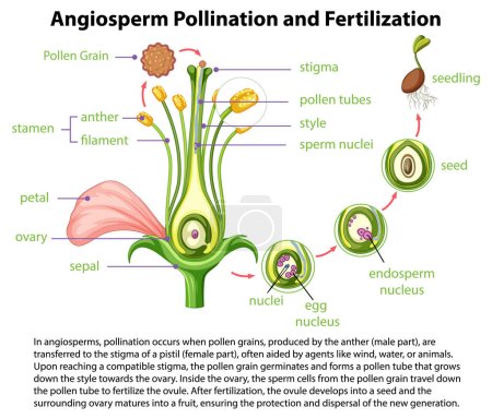fertilizacion
