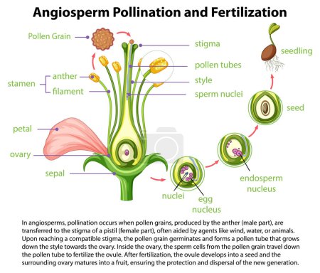 Ilustración de Dibujos animados ilustración que representa la ciencia detrás de la polinización de flores y la fertilización - Imagen libre de derechos