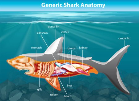 Téléchargez les illustrations : Une illustration cartoon détaillée de l'anatomie du requin dans un cadre sous-marin vibrant - en licence libre de droit