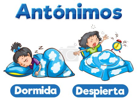 Ilustración de Una ilustración vectorial de dibujos animados de tarjetas de palabras españolas para Dormida y Despierta - Imagen libre de derechos