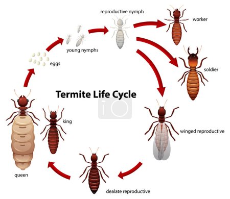 Eine Vektor-Cartoon-Illustration, die den Lebenszyklus von Termiten für Wissenschaftsstudenten darstellt