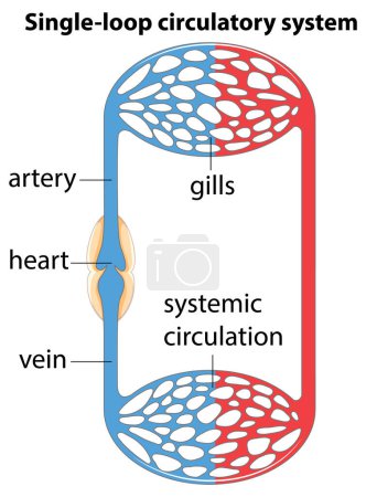 Illustration for An informative infographic illustrating the single loop circulatory system in medical education - Royalty Free Image