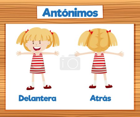 Illustration for Illustrated word card featuring antonyms Delantera and Atras in Spanish means front and back - Royalty Free Image