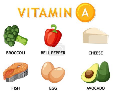 Téléchargez les illustrations : Découvrez une variété d'aliments riches en vitamine A pour un mode de vie nutritif - en licence libre de droit