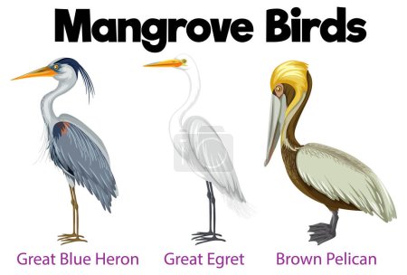 A vibrant illustration of mangrove birds in a cartoon-like vector art
