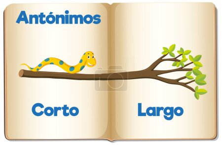 Illustration for Illustrated word cards in Spanish for teaching the antonyms 'short' and 'long' - Royalty Free Image