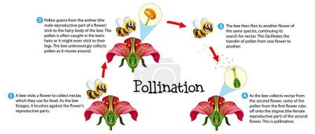 Ilustración de Aprende sobre la polinización de flores a través de una infografía de ciencia informativa - Imagen libre de derechos