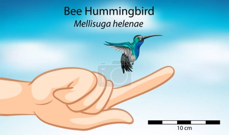 Téléchargez les illustrations : Une superbe illustration comparant la taille d'une main humaine à un colibri sur fond de ciel - en licence libre de droit