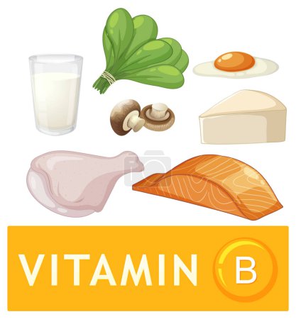 Téléchargez les illustrations : Ensemble d'aliments sains contiennent de la vitamine B - en licence libre de droit