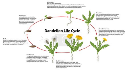 Illustration for Explore the stages of a dandelion's life in this informative infographic - Royalty Free Image
