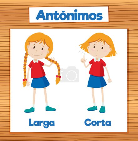 Illustration for Illustrated word cards in Spanish for teaching the concepts of long and short - Royalty Free Image
