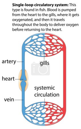 Illustration for An informative infographic illustrating the single loop circulatory system in medical education - Royalty Free Image