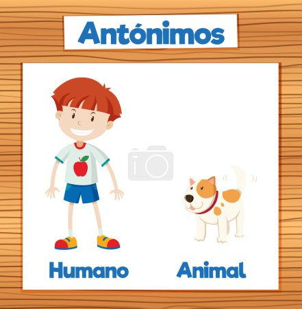 Téléchargez les illustrations : Carte de mots illustrée représentant les significations opposées de 'humano' et 'animal' en espagnol Humain et Animal - en licence libre de droit