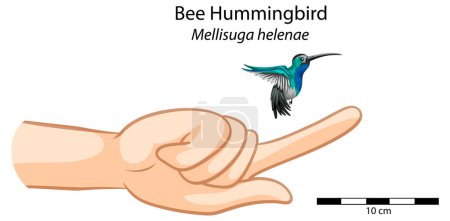 Téléchargez les illustrations : Taille de la main humaine comparée à un colibri dans le ciel - en licence libre de droit