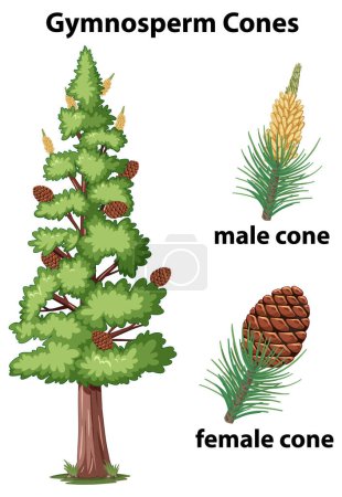 Illustration for A whimsical vector illustration depicting gymnosperms of conifer plants - Royalty Free Image
