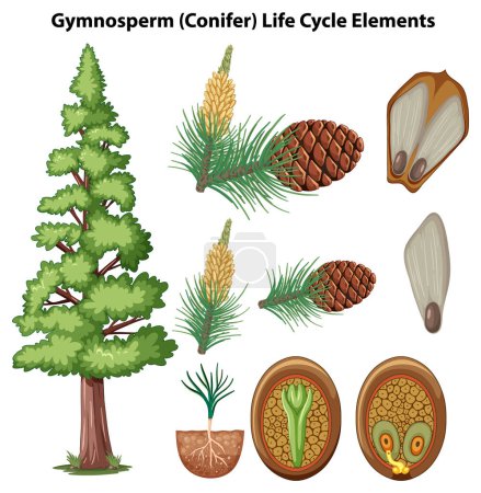Illustration for Illustration depicting the various elements and life cycle of conifer plants - Royalty Free Image