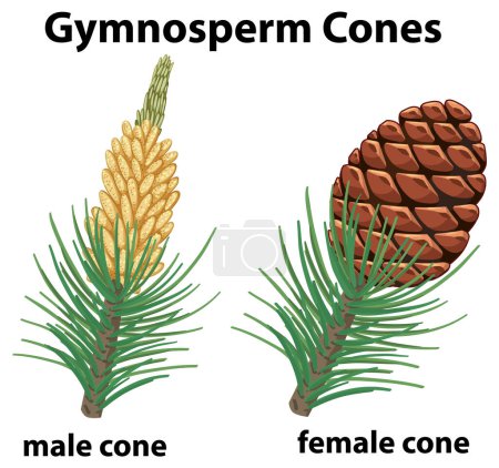 Illustration for Illustration showcasing the different gender cones of gymnosperm plants - Royalty Free Image