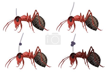 Illustration for Vector cartoon illustration of ants infected by Cordyceps parasite - Royalty Free Image