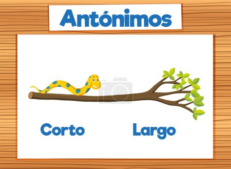 Illustration for Illustrated picture word cards in Spanish for teaching the antonyms short and long - Royalty Free Image