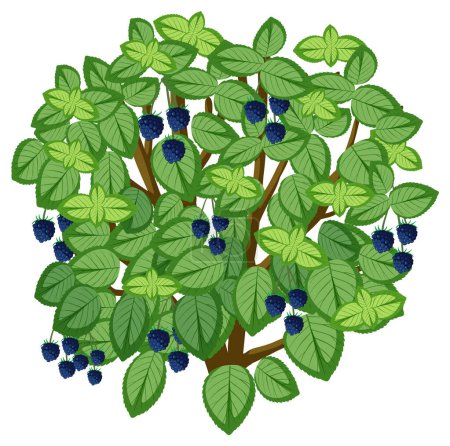 Illustration for Vector cartoon illustration of a blueberry plant with its fruit - Royalty Free Image