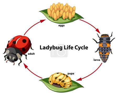 Illustration for Science student's cartoon illustration of ladybug life cycle - Royalty Free Image
