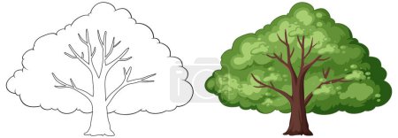 Illustration for Vector graphic of a tree in two seasons - Royalty Free Image