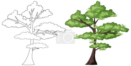 Téléchargez les illustrations : Illustration vectorielle d'un arbre en deux étapes - en licence libre de droit