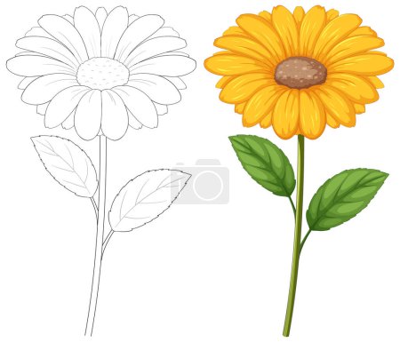 Téléchargez les illustrations : Fleur colorée à côté de son croquis noir et blanc - en licence libre de droit