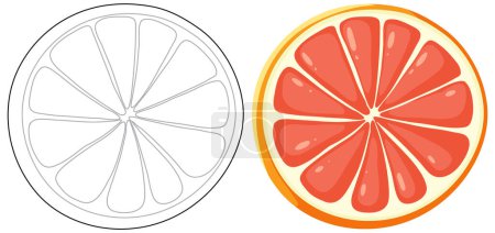 Vector art of a grapefruit, one half colored