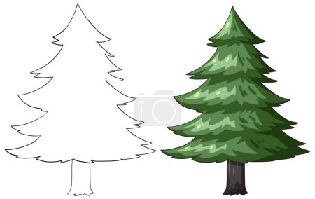 Illustration for Outline and colored drawing of pine trees - Royalty Free Image