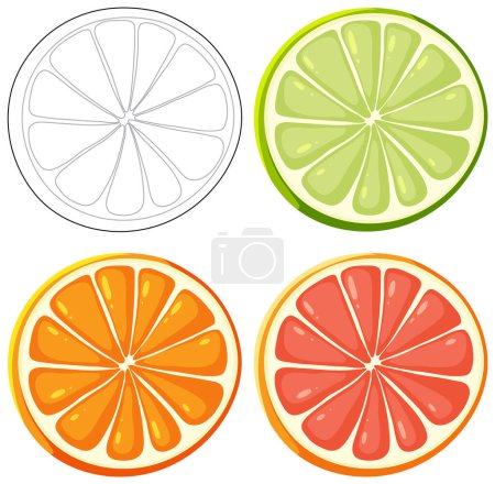 Illustration for Vector illustration of four citrus fruit slices. - Royalty Free Image