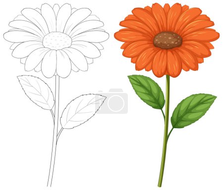 Téléchargez les illustrations : Deux étapes d'une fleur, esquissée et entièrement colorée. - en licence libre de droit