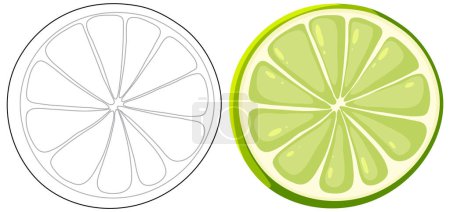 Illustration for Vector art of a lime and its cross-section. - Royalty Free Image