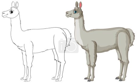 Téléchargez les illustrations : Illustration vectorielle d'un lama, tracé et coloré - en licence libre de droit