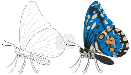 Illustration for Detailed transformation of a butterfly illustration - Royalty Free Image