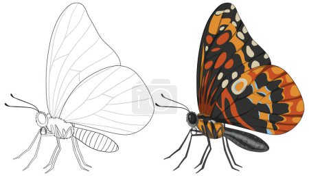 Téléchargez les illustrations : Illustration vectorielle d'un papillon, coloré et esquissé - en licence libre de droit