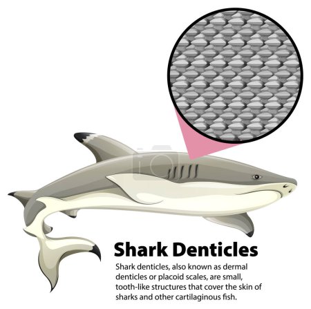 Téléchargez les illustrations : Illustration montrant des denticules de peau de requin et grossis - en licence libre de droit