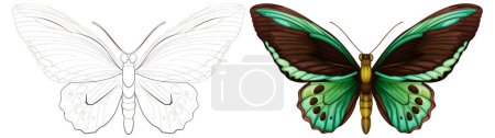 Téléchargez les illustrations : Papillon détaillé, un coloré et un contour - en licence libre de droit