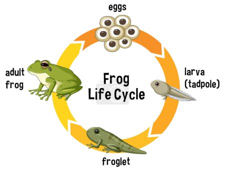 Stadien vom Ei zum erwachsenen Frosch