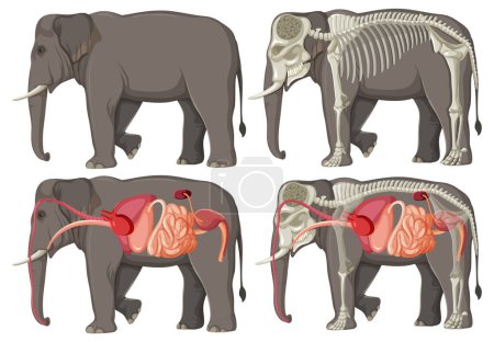 Téléchargez les illustrations : Vue détaillée de la structure interne et squelettique de l'éléphant - en licence libre de droit