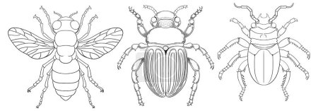Téléchargez les illustrations : Trois dessins vectoriels détaillés de différents insectes - en licence libre de droit