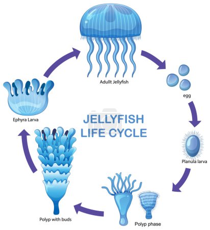 Ilustración de las etapas de desarrollo de las medusas