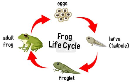 Ilustración de las etapas de desarrollo de la rana