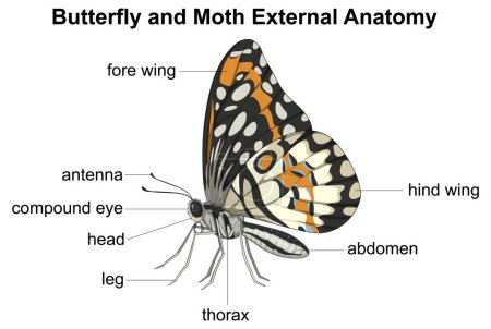 Téléchargez les illustrations : Parties étiquetées de l'anatomie du papillon et de la teigne - en licence libre de droit