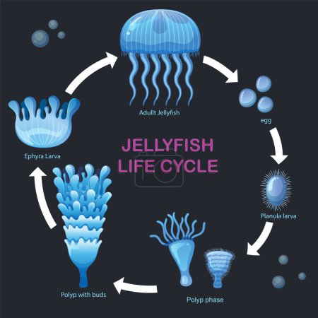Stages of jellyfish development from egg to adult