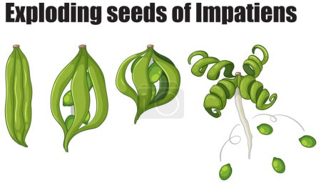 Illustration of Impatiens seeds dispersing