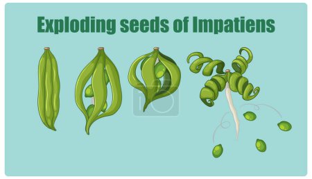 Illustration of Impatiens seed dispersal process